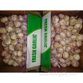 Size 5.0cm Fresh Normal White Garlic